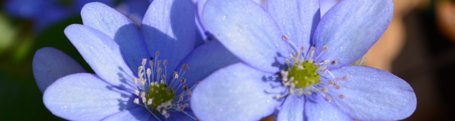 Leberblümchen