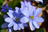 Leberblümchen