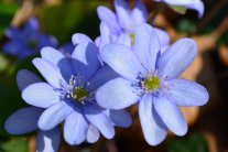 Leberblümchen