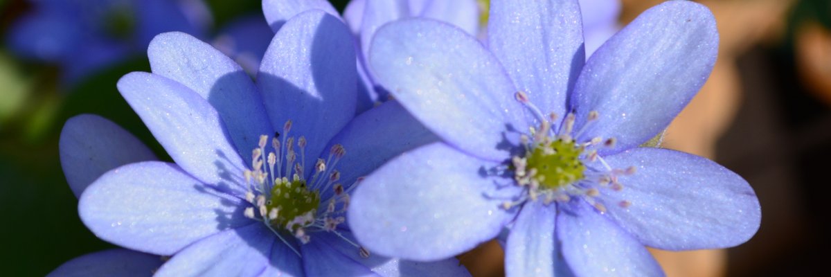 Leberblümchen