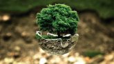 Baum in einer Kugel