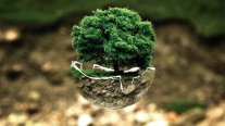 Baum in einer Kugel
